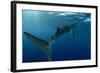 Whale Shark, Cenderawasih Bay, West Papua, Indonesia-Pete Oxford-Framed Photographic Print