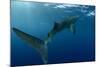 Whale Shark, Cenderawasih Bay, West Papua, Indonesia-Pete Oxford-Mounted Photographic Print