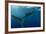 Whale Shark, Cenderawasih Bay, West Papua, Indonesia-Pete Oxford-Framed Photographic Print