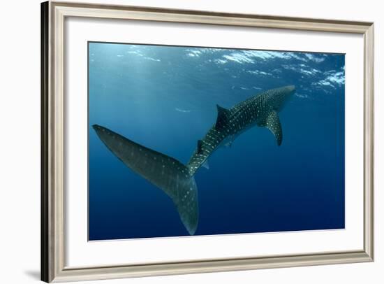 Whale Shark, Cenderawasih Bay, West Papua, Indonesia-Pete Oxford-Framed Photographic Print