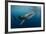 Whale Shark, Cenderawasih Bay, West Papua, Indonesia-Pete Oxford-Framed Photographic Print