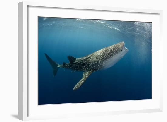 Whale Shark, Cenderawasih Bay, West Papua, Indonesia-Pete Oxford-Framed Photographic Print