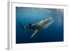 Whale Shark, Cenderawasih Bay, West Papua, Indonesia-Pete Oxford-Framed Photographic Print