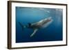 Whale Shark, Cenderawasih Bay, West Papua, Indonesia-Pete Oxford-Framed Photographic Print