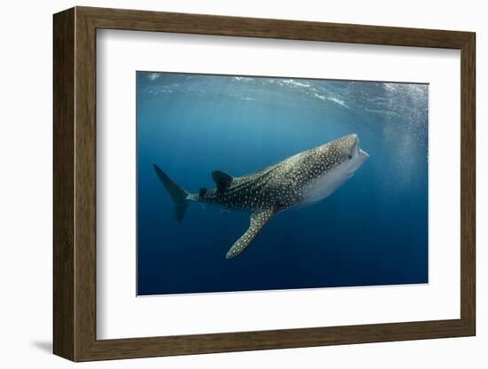 Whale Shark, Cenderawasih Bay, West Papua, Indonesia-Pete Oxford-Framed Photographic Print