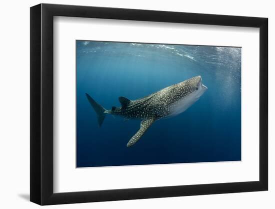 Whale Shark, Cenderawasih Bay, West Papua, Indonesia-Pete Oxford-Framed Photographic Print