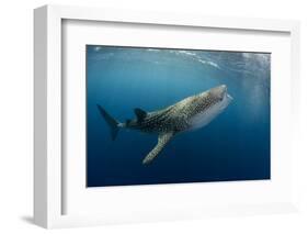 Whale Shark, Cenderawasih Bay, West Papua, Indonesia-Pete Oxford-Framed Photographic Print