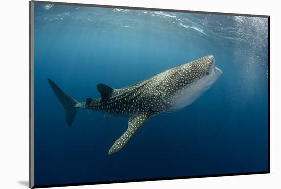 Whale Shark, Cenderawasih Bay, West Papua, Indonesia-Pete Oxford-Mounted Photographic Print