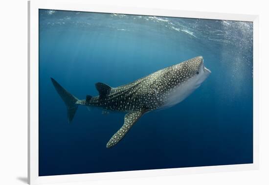 Whale Shark, Cenderawasih Bay, West Papua, Indonesia-Pete Oxford-Framed Photographic Print