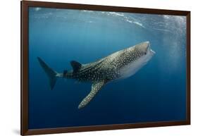 Whale Shark, Cenderawasih Bay, West Papua, Indonesia-Pete Oxford-Framed Photographic Print