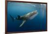 Whale Shark, Cenderawasih Bay, West Papua, Indonesia-Pete Oxford-Framed Photographic Print