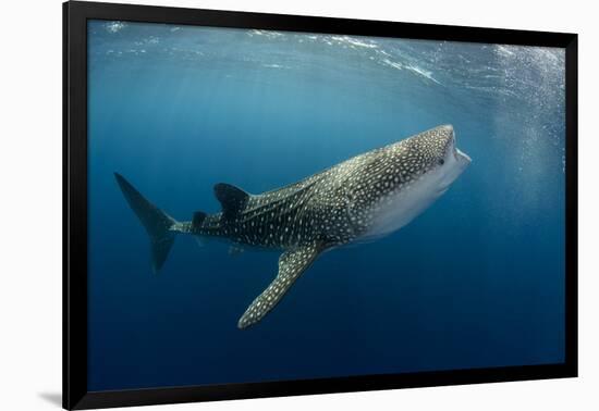 Whale Shark, Cenderawasih Bay, West Papua, Indonesia-Pete Oxford-Framed Photographic Print