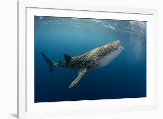 Whale Shark, Cenderawasih Bay, West Papua, Indonesia-Pete Oxford-Framed Photographic Print