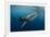 Whale Shark, Cenderawasih Bay, West Papua, Indonesia-Pete Oxford-Framed Photographic Print