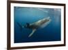 Whale Shark, Cenderawasih Bay, West Papua, Indonesia-Pete Oxford-Framed Photographic Print