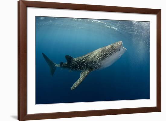 Whale Shark, Cenderawasih Bay, West Papua, Indonesia-Pete Oxford-Framed Photographic Print