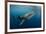 Whale Shark, Cenderawasih Bay, West Papua, Indonesia-Pete Oxford-Framed Photographic Print