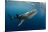 Whale Shark, Cenderawasih Bay, West Papua, Indonesia-Pete Oxford-Mounted Photographic Print