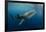 Whale Shark, Cenderawasih Bay, West Papua, Indonesia-Pete Oxford-Framed Photographic Print