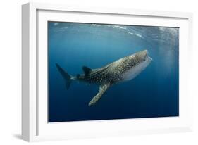 Whale Shark, Cenderawasih Bay, West Papua, Indonesia-Pete Oxford-Framed Photographic Print