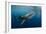 Whale Shark, Cenderawasih Bay, West Papua, Indonesia-Pete Oxford-Framed Photographic Print