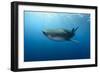 Whale Shark, Cenderawasih Bay, West Papua, Indonesia-Pete Oxford-Framed Photographic Print