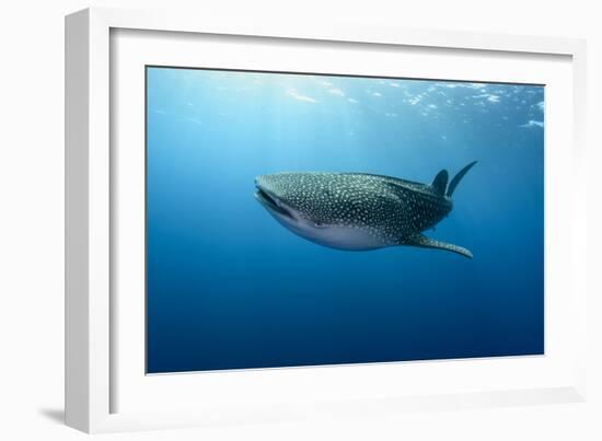 Whale Shark, Cenderawasih Bay, West Papua, Indonesia-Pete Oxford-Framed Photographic Print