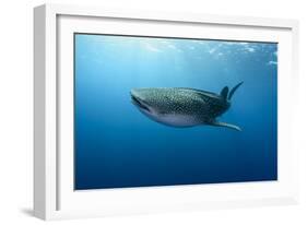 Whale Shark, Cenderawasih Bay, West Papua, Indonesia-Pete Oxford-Framed Photographic Print