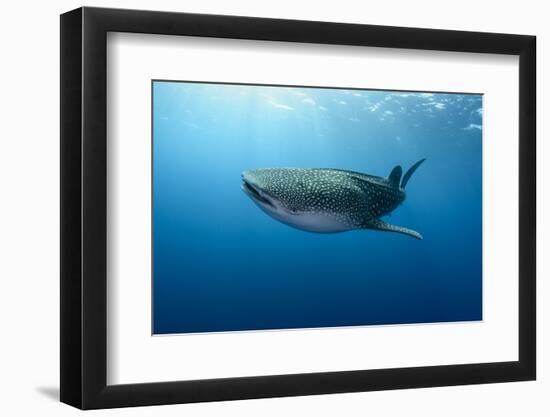 Whale Shark, Cenderawasih Bay, West Papua, Indonesia-Pete Oxford-Framed Photographic Print