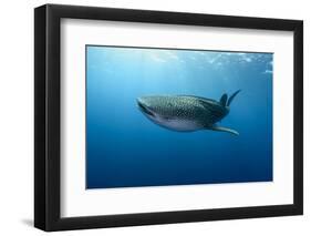 Whale Shark, Cenderawasih Bay, West Papua, Indonesia-Pete Oxford-Framed Photographic Print