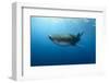 Whale Shark, Cenderawasih Bay, West Papua, Indonesia-Pete Oxford-Framed Photographic Print