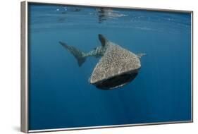 Whale Shark, Cenderawasih Bay, West Papua, Indonesia-Pete Oxford-Framed Photographic Print