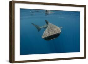 Whale Shark, Cenderawasih Bay, West Papua, Indonesia-Pete Oxford-Framed Photographic Print