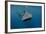 Whale Shark, Cenderawasih Bay, West Papua, Indonesia-Pete Oxford-Framed Photographic Print