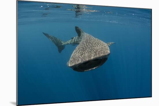 Whale Shark, Cenderawasih Bay, West Papua, Indonesia-Pete Oxford-Mounted Photographic Print