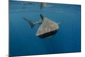 Whale Shark, Cenderawasih Bay, West Papua, Indonesia-Pete Oxford-Mounted Photographic Print