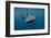 Whale Shark, Cenderawasih Bay, West Papua, Indonesia-Pete Oxford-Framed Photographic Print