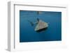 Whale Shark, Cenderawasih Bay, West Papua, Indonesia-Pete Oxford-Framed Photographic Print