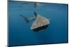 Whale Shark, Cenderawasih Bay, West Papua, Indonesia-Pete Oxford-Mounted Photographic Print