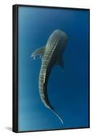 Whale Shark, Cenderawasih Bay, West Papua, Indonesia-Pete Oxford-Framed Photographic Print