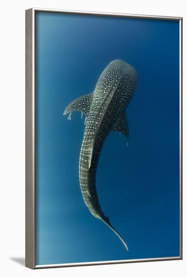 Whale Shark, Cenderawasih Bay, West Papua, Indonesia-Pete Oxford-Framed Photographic Print