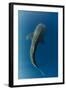 Whale Shark, Cenderawasih Bay, West Papua, Indonesia-Pete Oxford-Framed Photographic Print