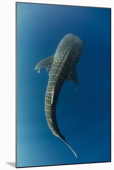 Whale Shark, Cenderawasih Bay, West Papua, Indonesia-Pete Oxford-Mounted Photographic Print