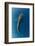 Whale Shark, Cenderawasih Bay, West Papua, Indonesia-Pete Oxford-Framed Photographic Print