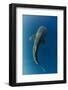 Whale Shark, Cenderawasih Bay, West Papua, Indonesia-Pete Oxford-Framed Photographic Print