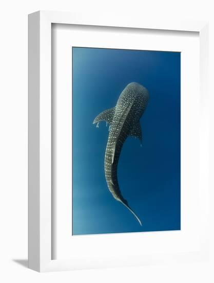 Whale Shark, Cenderawasih Bay, West Papua, Indonesia-Pete Oxford-Framed Photographic Print