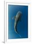 Whale Shark, Cenderawasih Bay, West Papua, Indonesia-Pete Oxford-Framed Photographic Print