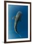 Whale Shark, Cenderawasih Bay, West Papua, Indonesia-Pete Oxford-Framed Photographic Print