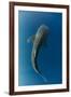 Whale Shark, Cenderawasih Bay, West Papua, Indonesia-Pete Oxford-Framed Photographic Print