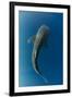 Whale Shark, Cenderawasih Bay, West Papua, Indonesia-Pete Oxford-Framed Photographic Print